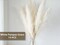 Boho Decor 130PCS Natural Phragmites Grass + Brown & White Pampas Grass(Mixed)